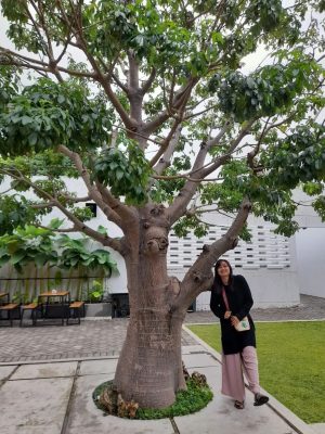 Baobab Ranah Pohon