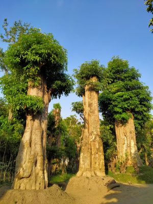 Pule Ranah Pohon