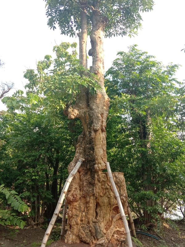 Jual-Pohon-Pule-30.jpg