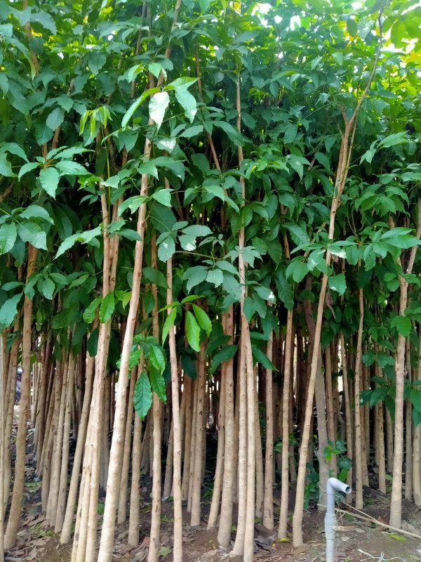 Jual-Tabebuya-15-scaled.jpg