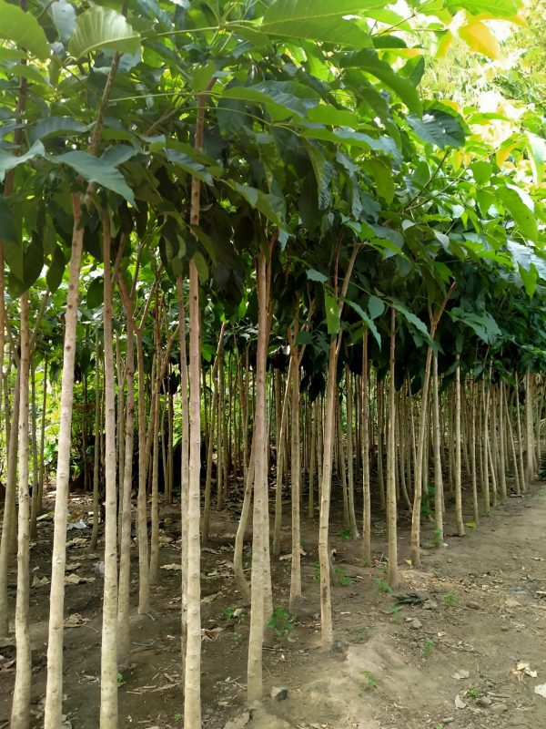Tabebuya Ranah Pohon