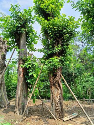 Pohon Bodhi - Ranah Pohon