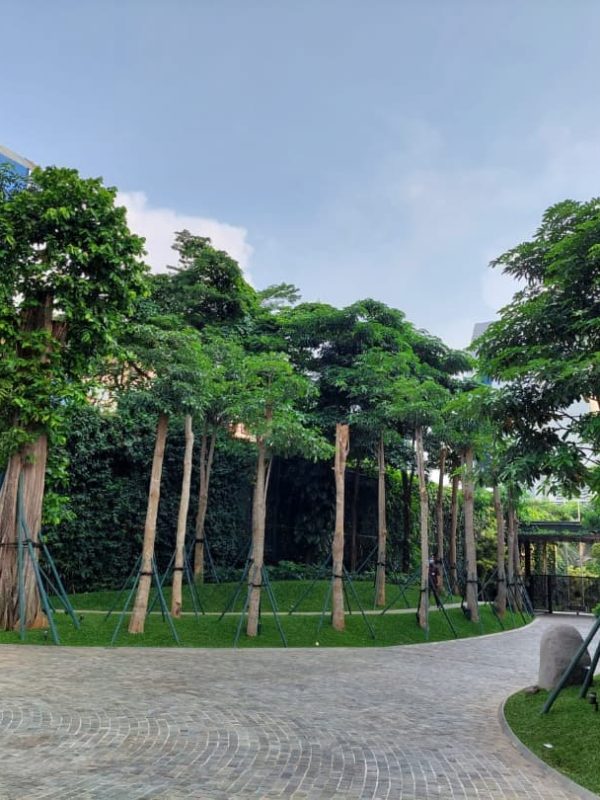 Pohon-Pule-Ranah-Pohon-1.jpg