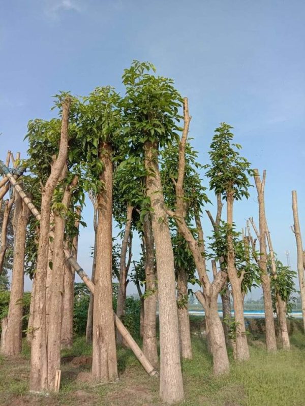 Pohon-Tabebuya-3.jpg