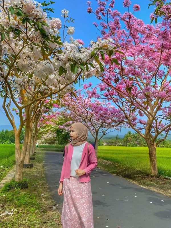 Tabebuya - Ranah Pohon 1